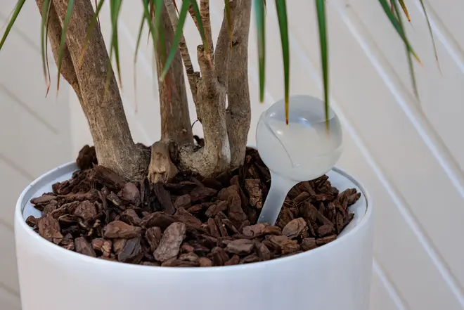 Bevattningskula 200 ml 2-pack