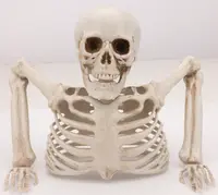 Halloween Skelett