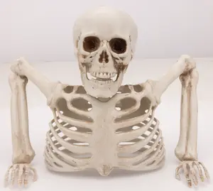 Halloween Skelett