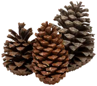 Grankottar 14 cm 3-PAK