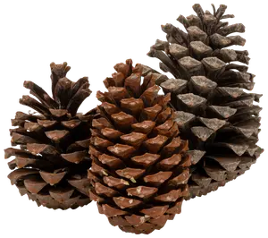 Grankottar 14 cm 3-PAK