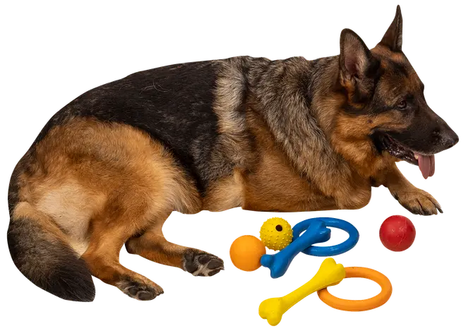 Chrisco gummiben för hund