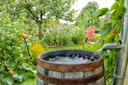 Trætønde med metalbånd, opsamler regnvand fra et metalnedløbsrør. Tønden er fyldt med vand og står i en frodig have med mange grønne planter og blomster.
