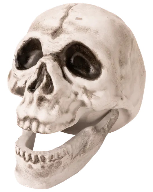 Realistisk människoskalle-replika med detaljerade tänder, mörka ögonhålor och öppen käke. Tillverkad av hållbart material, perfekt för Halloween eller utbildning. Vit med svarta skuggor.