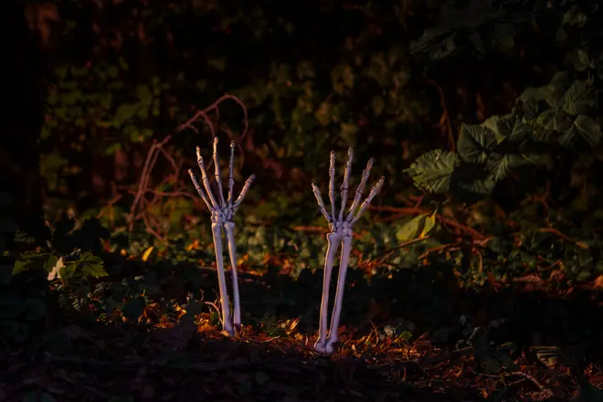 Par realistiska skelett-händer och underarmar i plast, upprätt i jord med utsträckta fingrar. Halloween-dekoration för utomhusbruk, ser ut som händer som kommer upp ur marken.