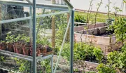 Växthus av glas med metallram, innehåller små plantor i krukor på en hylla. Utanför syns upphöjda trädgårdsbäddar med gröna växter i solig trädgård.