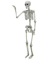 Skelett 150 cm halloween