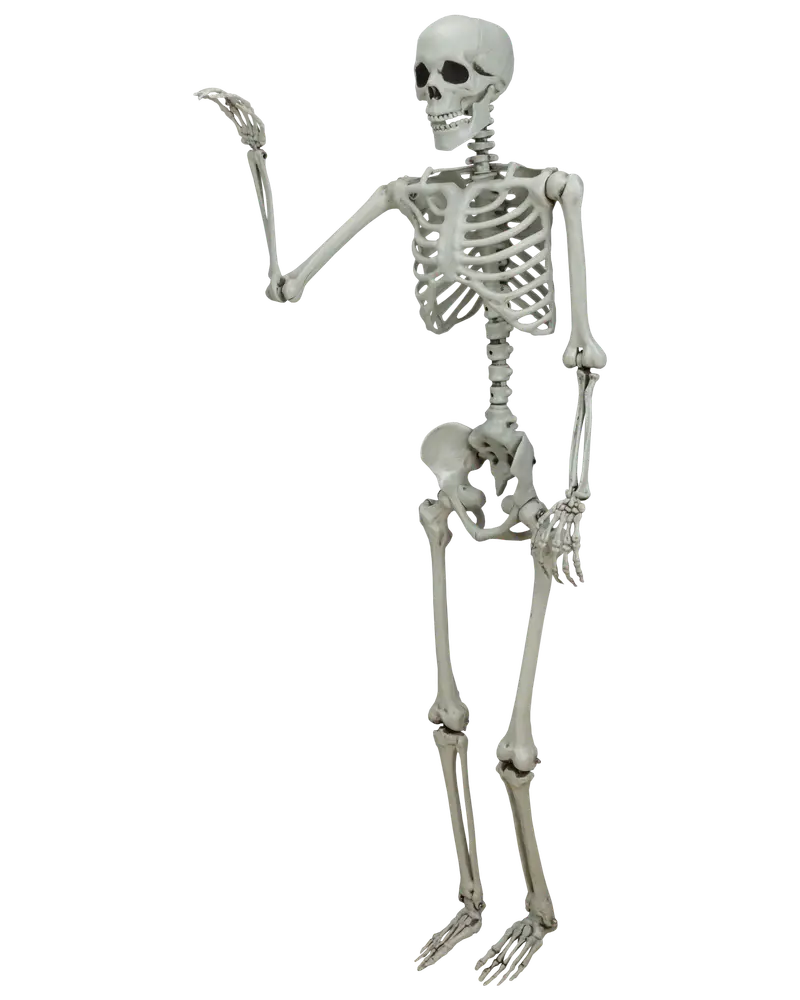 Skelett 150 cm halloween