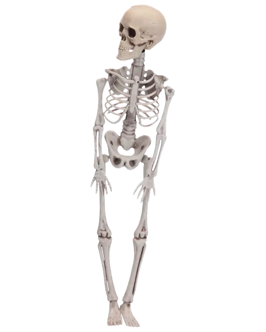 Livsstor plastmodell av människoskelett med detaljerade ben och leder, perfekt för utbildning eller Halloween-dekoration. Realistisk skalle, bröstkorg, armar, ben och fötter.