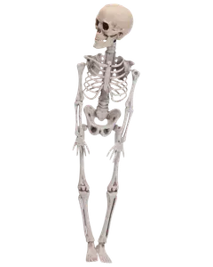 Skelett - 42 cm 
