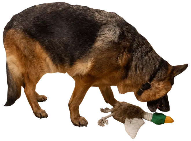 DanPet Hundelegetøj and med reb 42 cm