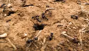 Nærbillede af sorte myrer, der kravler på tør, sprækket jord med små huller og spredte kviste, sandsynligvis nær en myretue.