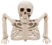 Halloween Skelett