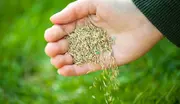 Nærbillede af en hånd, der holder og drysser græsfrø, velegnet til plæneplantning. Frøene er små, lysebrune og ser friske ud til såning.